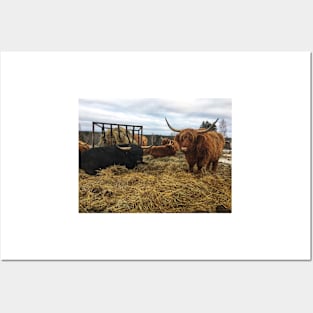 Scottish Highland Cattle Cows and Bull 2245 Posters and Art